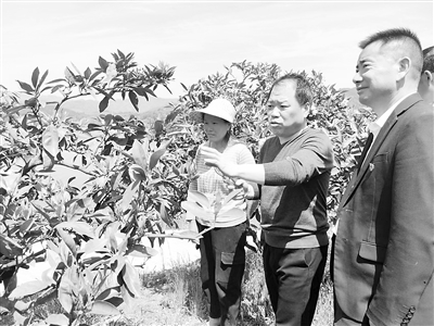 中国股票网 乡村振兴｜湖南安化：科技服务团“把脉问诊”水果产业